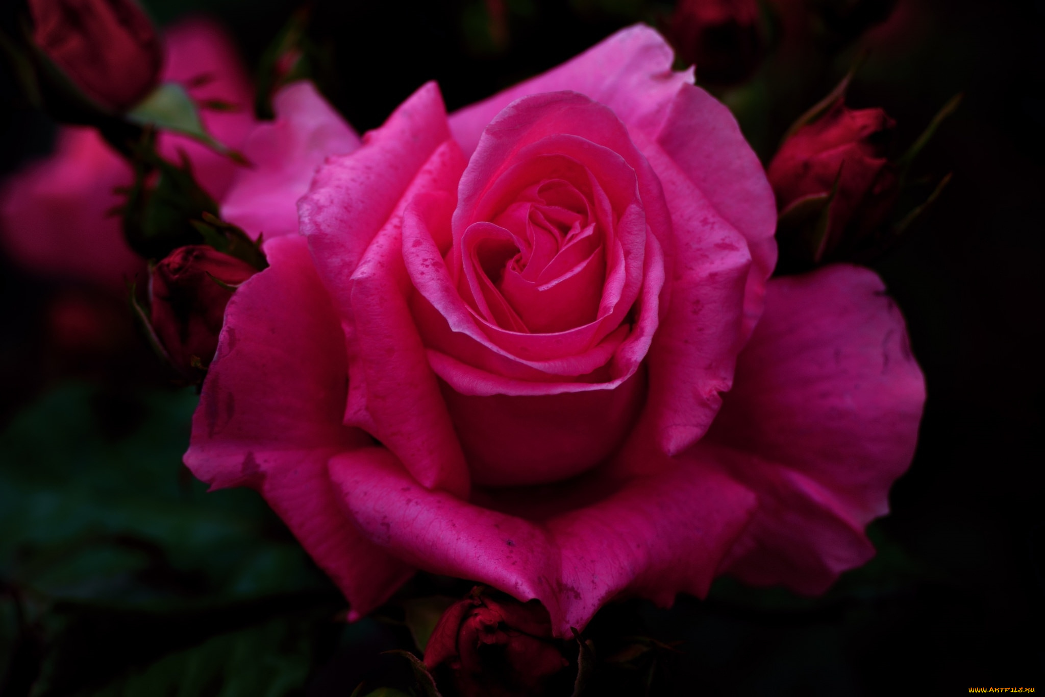 цветы, розы, розовая, роза, макро