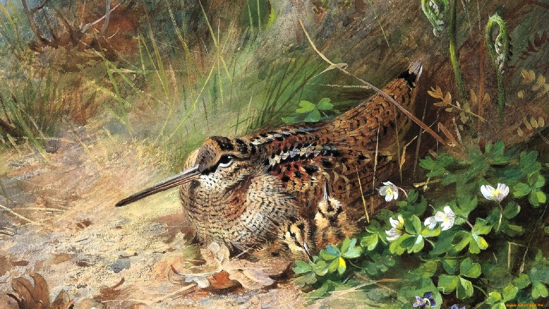 рисованное, archibald, thorburn, вальдшнеп, трава, цветы, листья