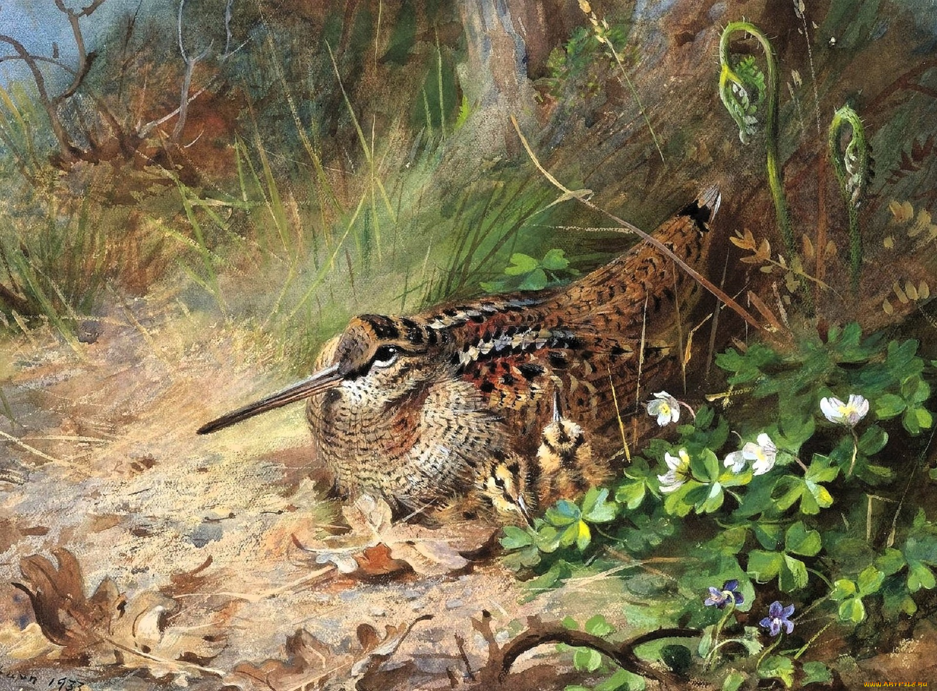 рисованное, archibald, thorburn, вальдшнеп, трава, цветы, листья
