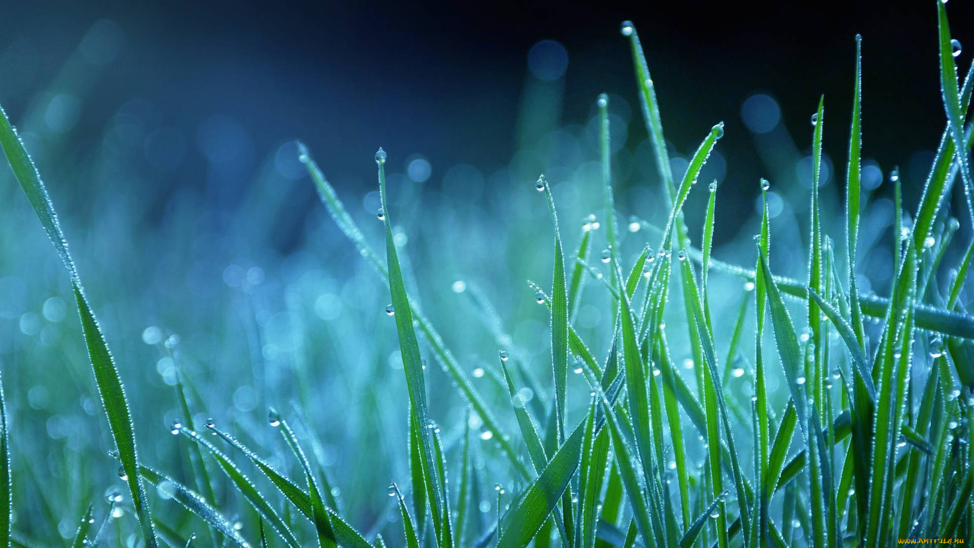 природа, макро, трава