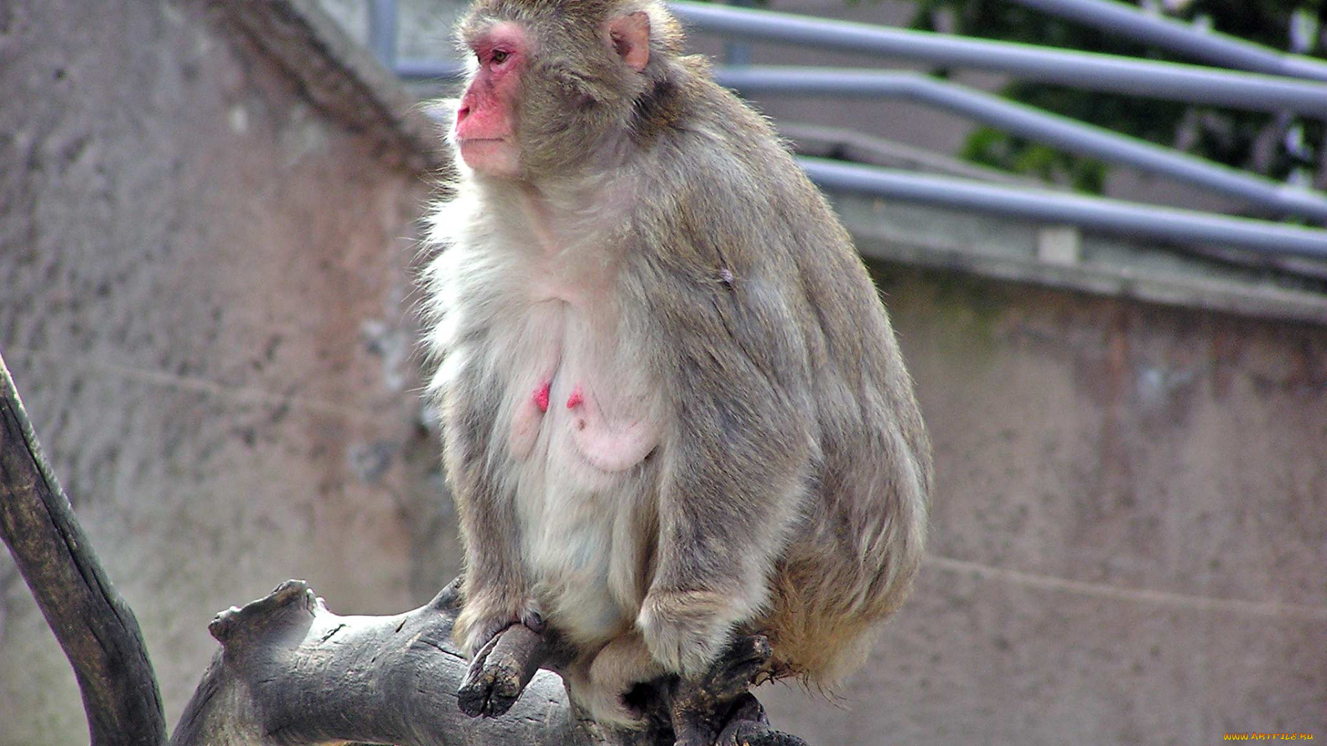 правда, сексуальная, животные, обезьяны