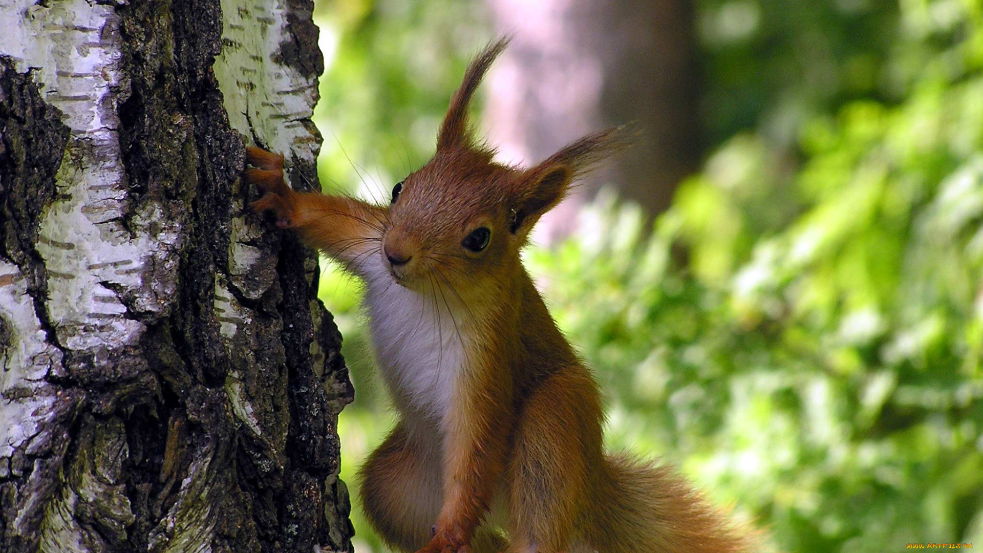 животные, белки
