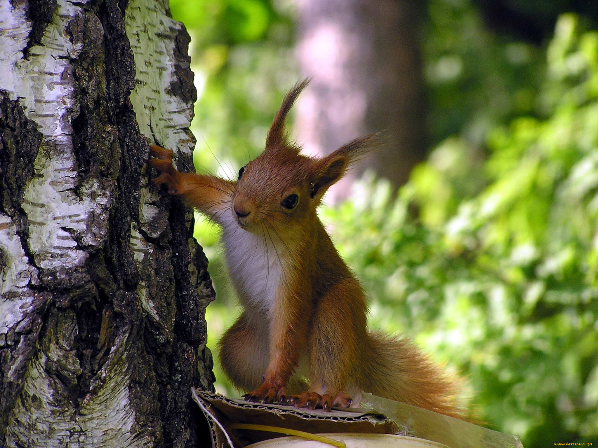 животные, белки