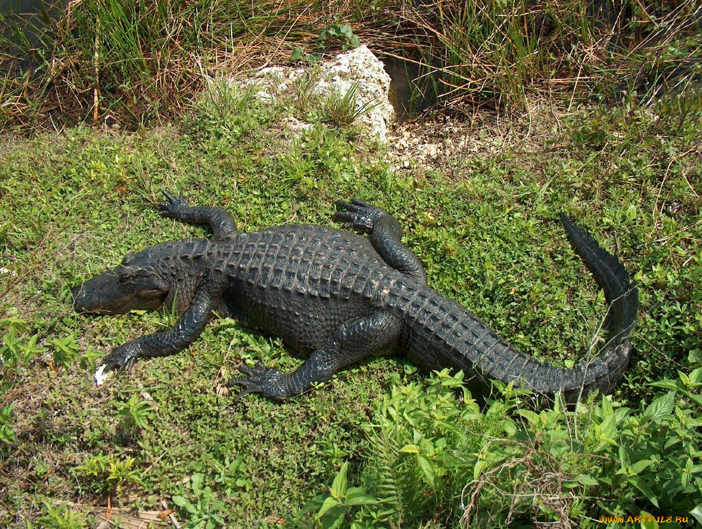 животные, крокодилы