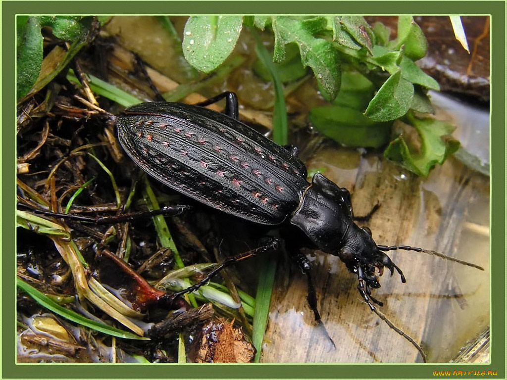 evk, ль, на, свете, всех, страшнее, ужасней, чернее, животные, насекомые