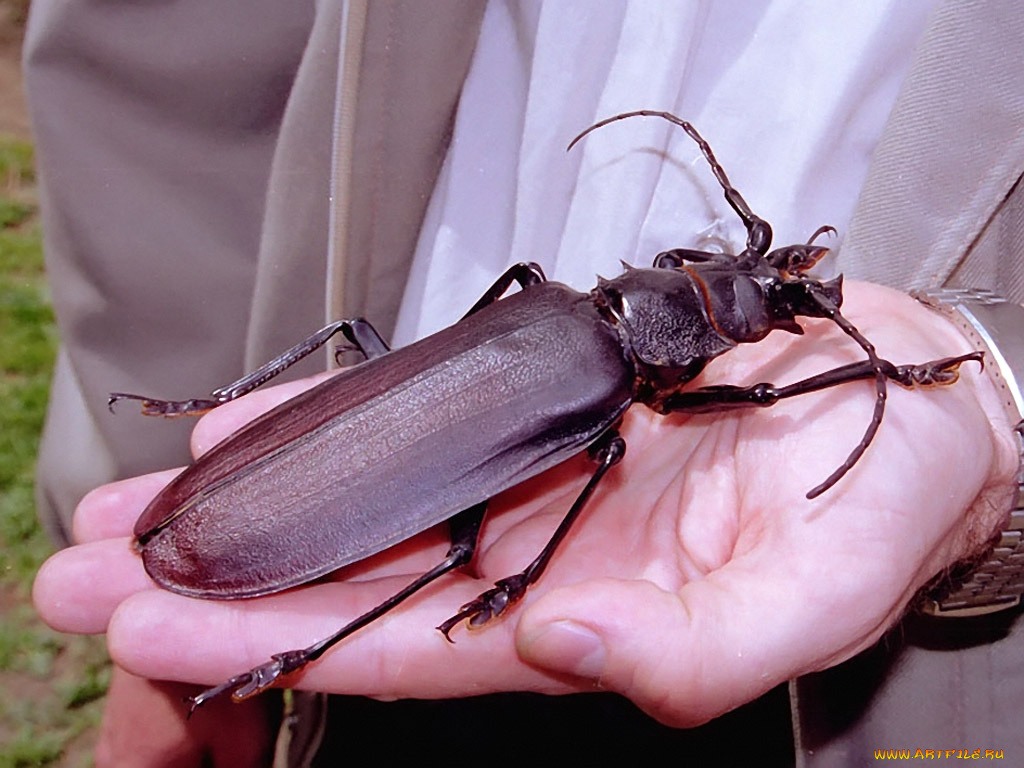 evk, ма, ленький, жук, животные, насекомые