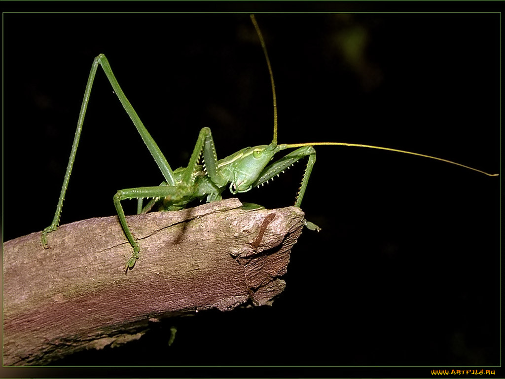 evk, монстр, из, тьмы, животные, кузнечики, саранча