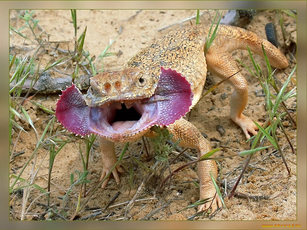 evk, ну, фотограф, ты, достал, животные, Ящерицы, игуаны, вараны