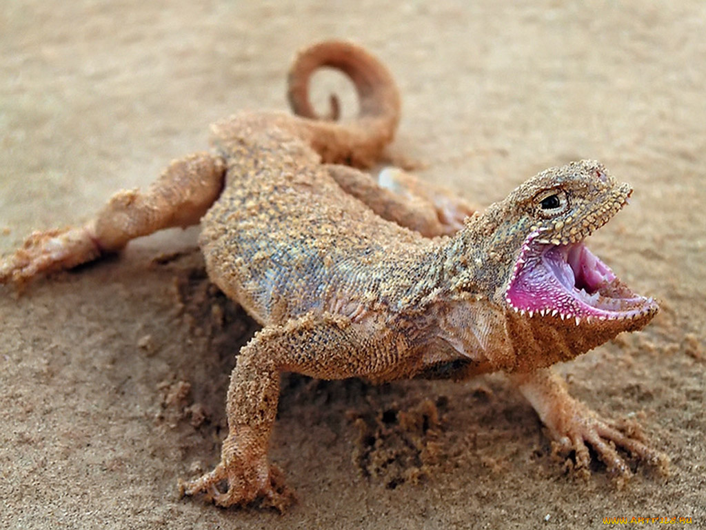 evk, ну, фотограф, ты, достал, животные, Ящерицы, игуаны, вараны