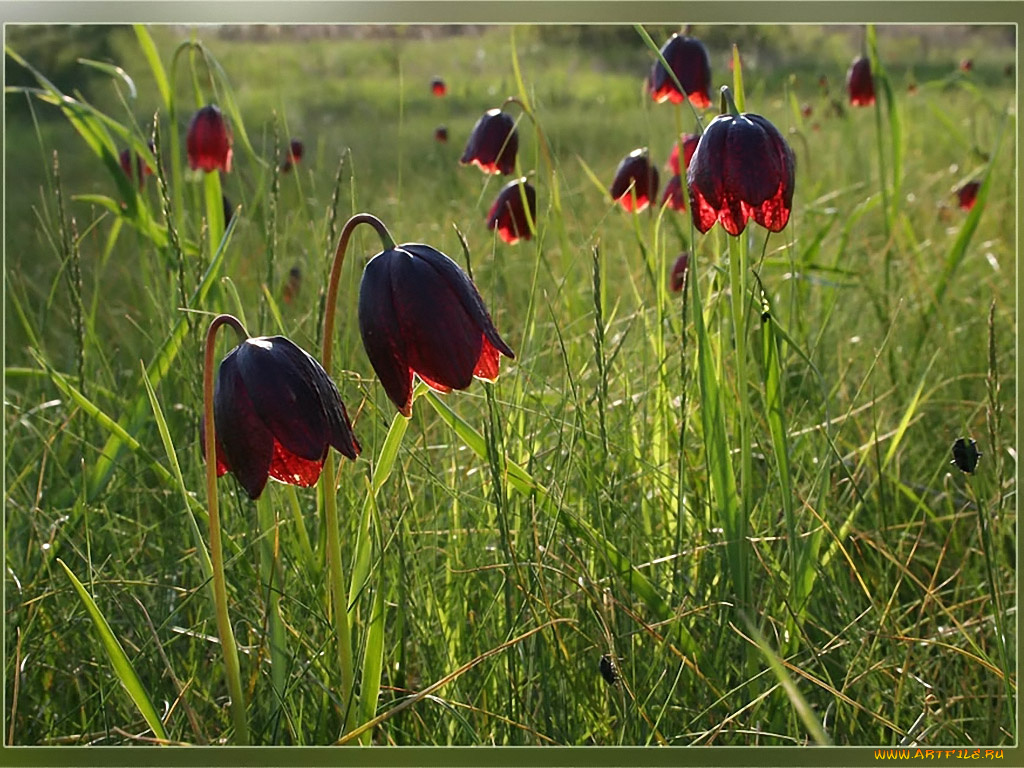 evk, светящиеся, колокола, цветы, рябчики