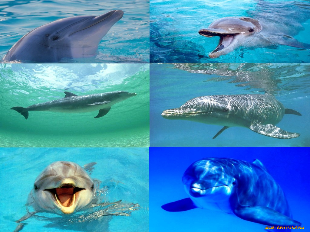 животные, дельфины