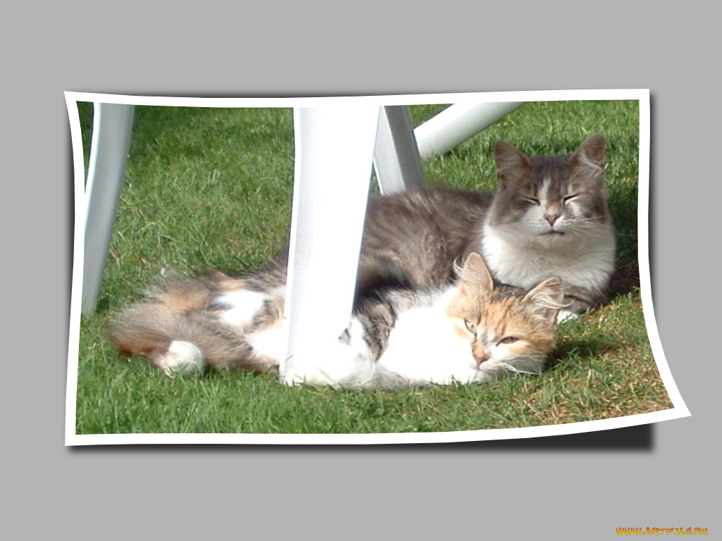 животные, коты