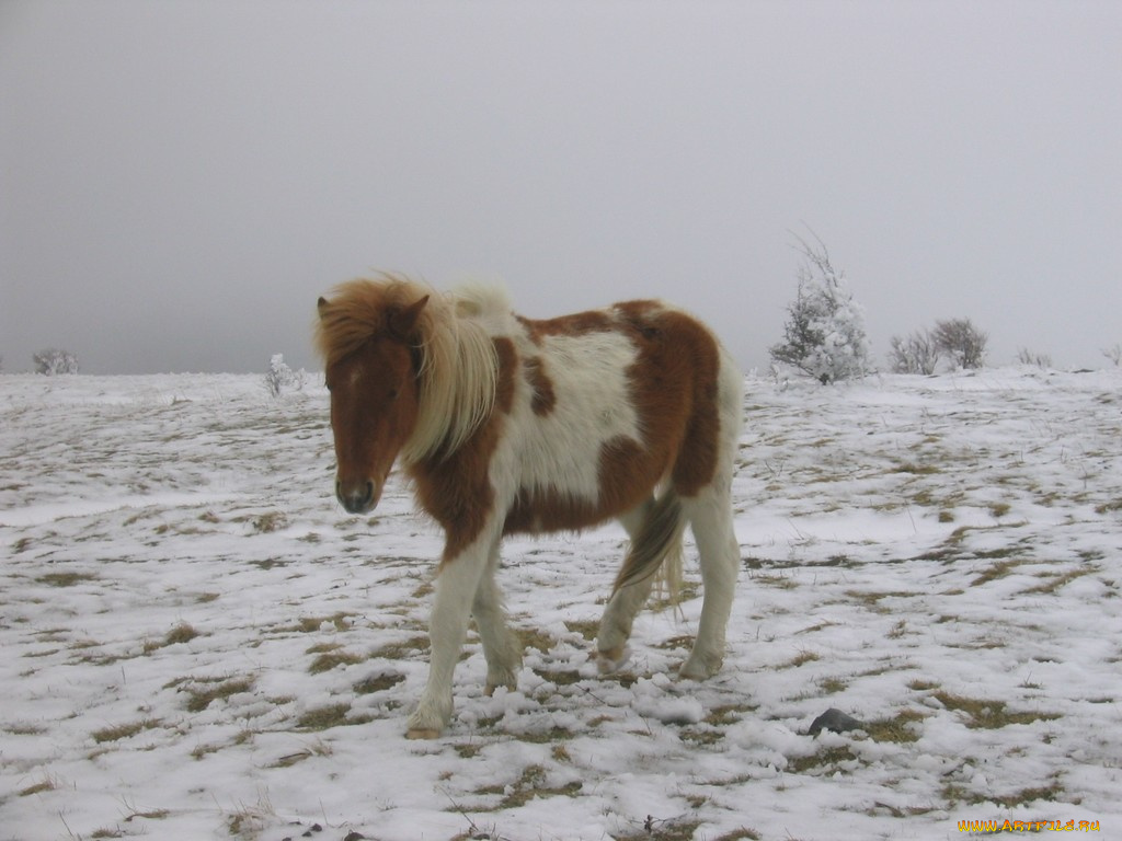 животные, лошади