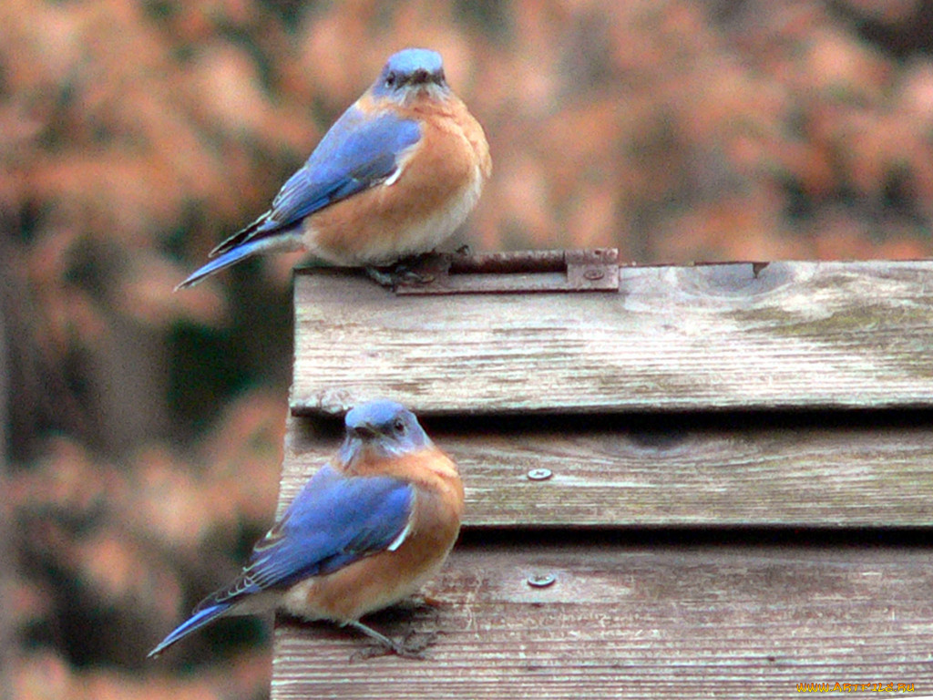 животные, птицы