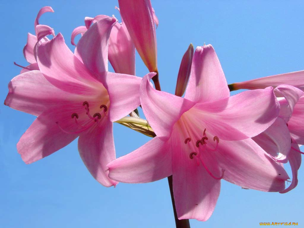 цветы, амариллисы, гиппеаструмы