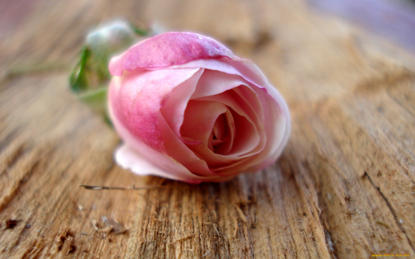 цветы, розы