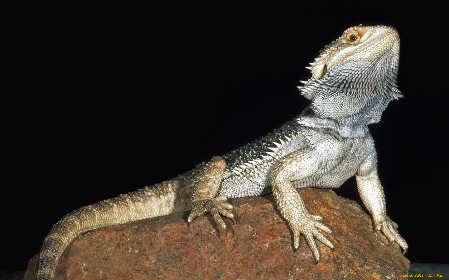 животные, Ящерицы, игуаны, вараны