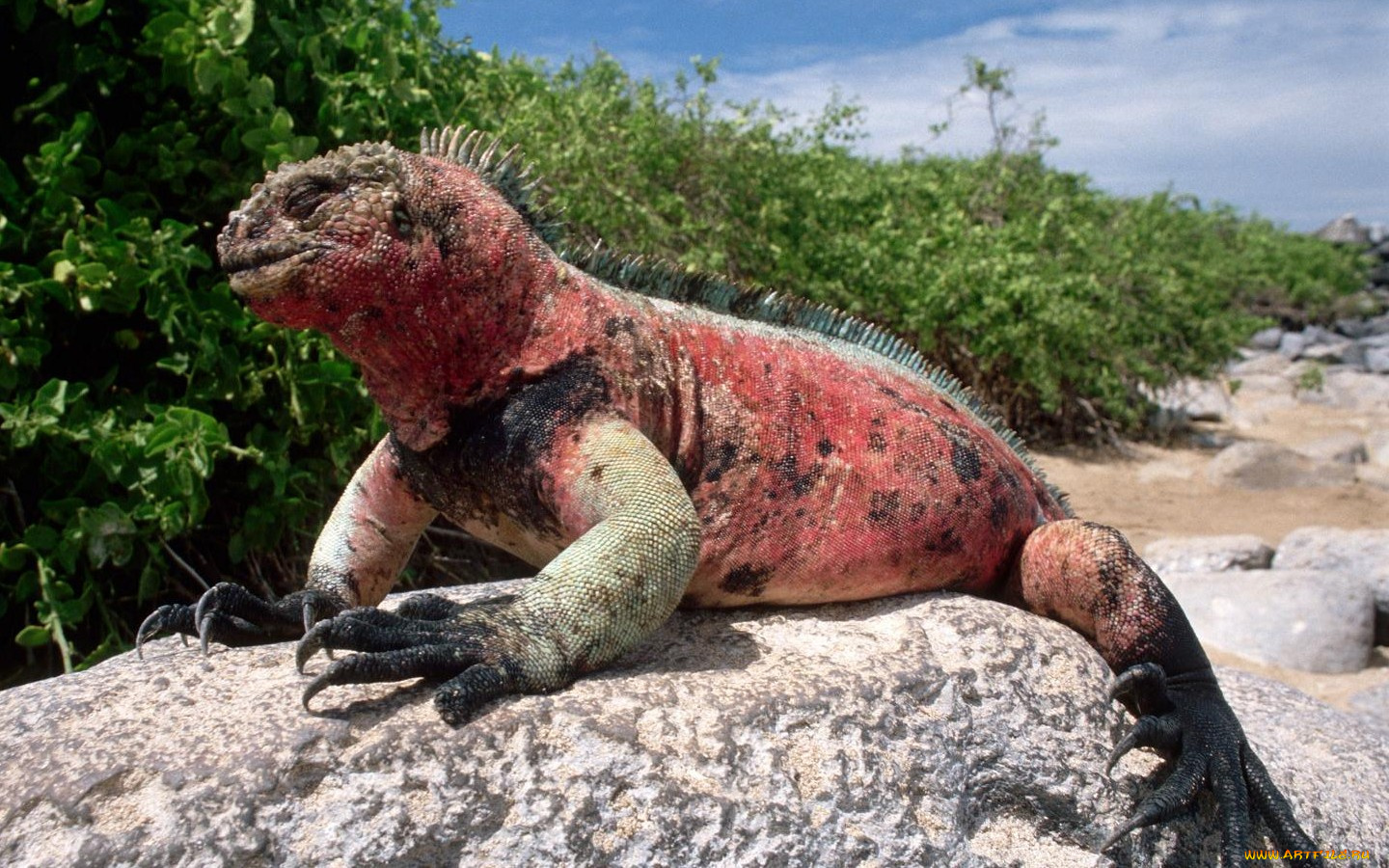 животные, Ящерицы, игуаны, вараны