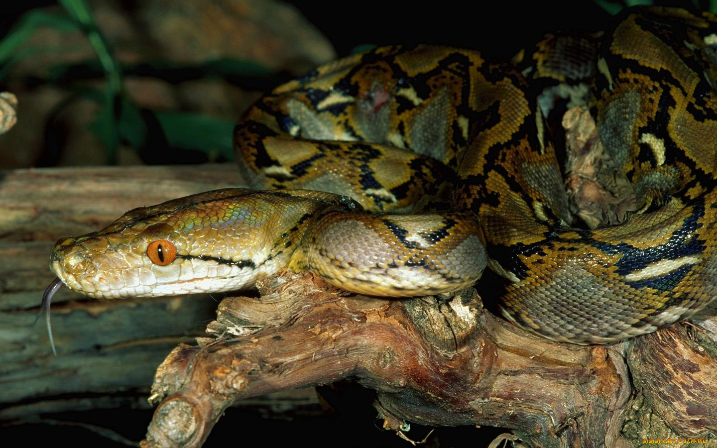 животные, змеи, питоны, кобры