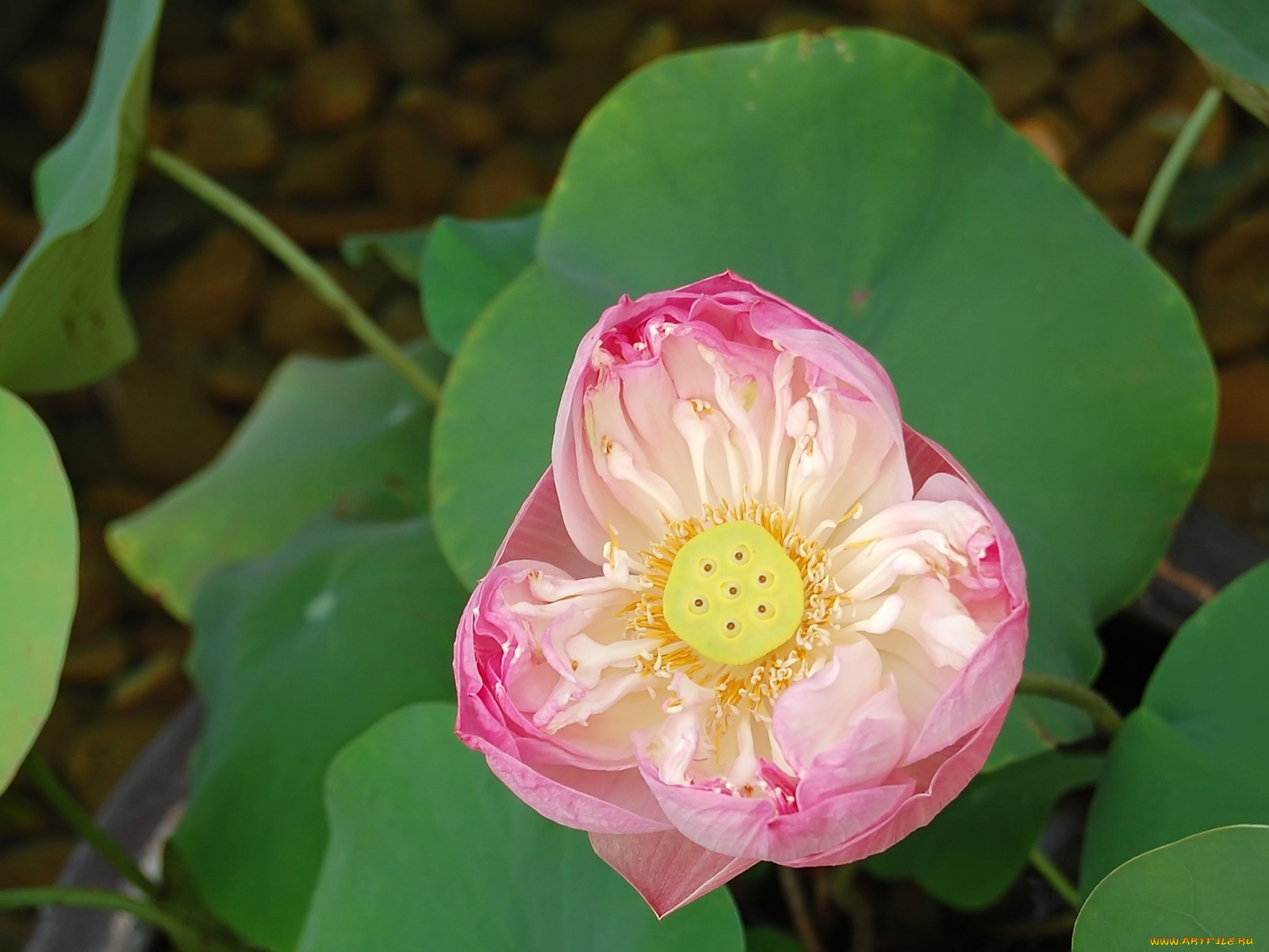 цветы, лотосы