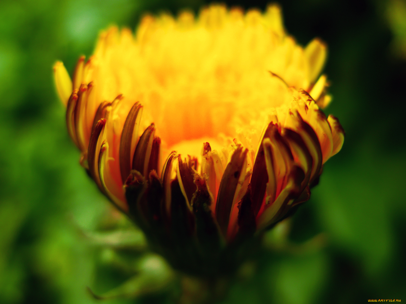 цветы, одуванчики