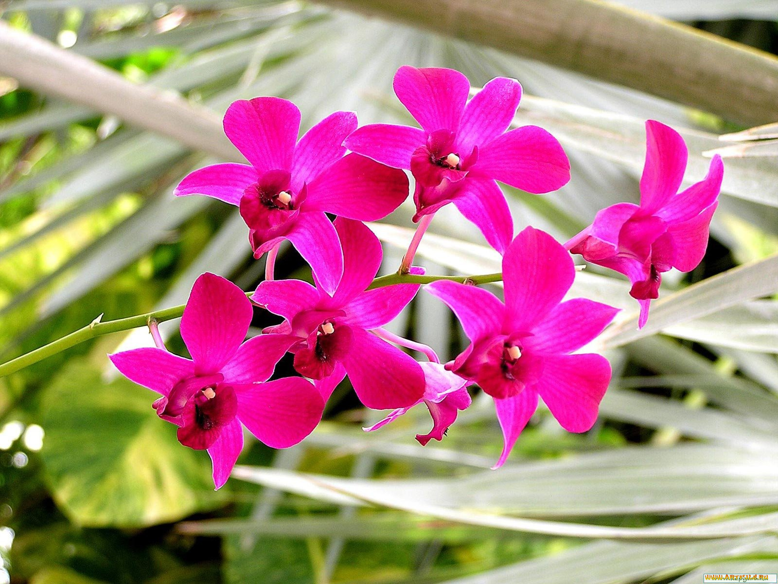 цветы, орхидеи