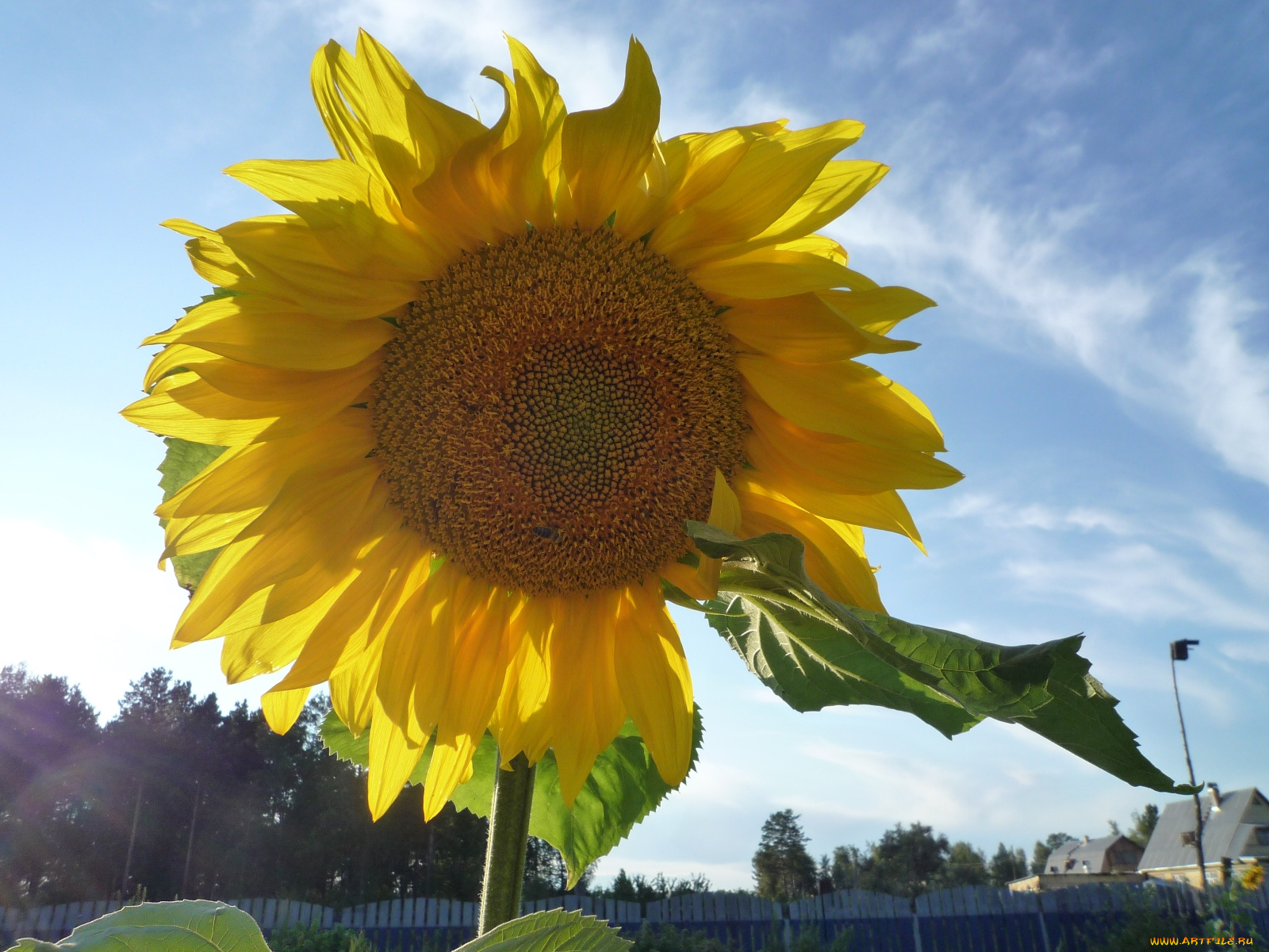цветы, подсолнухи