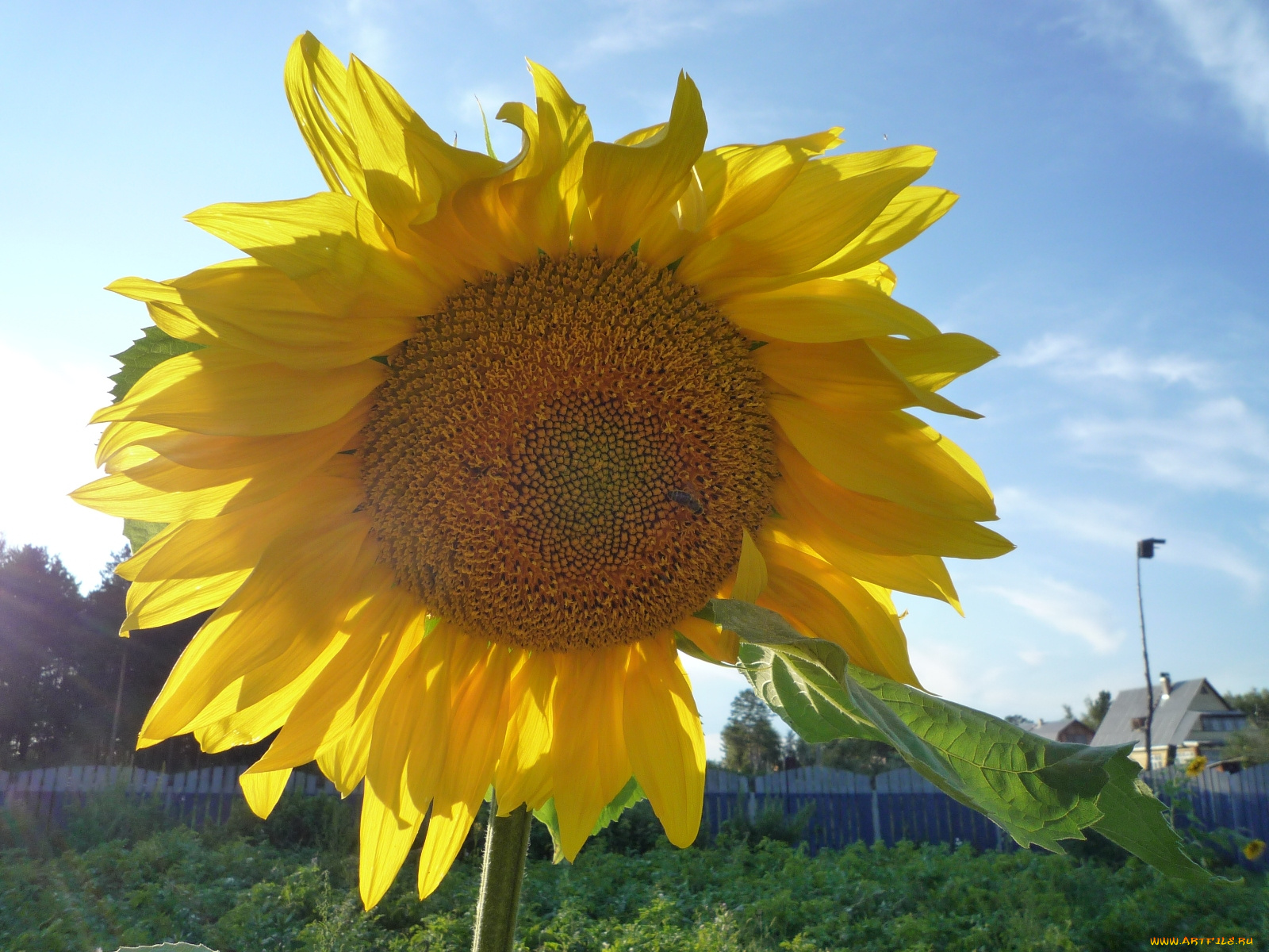цветы, подсолнухи