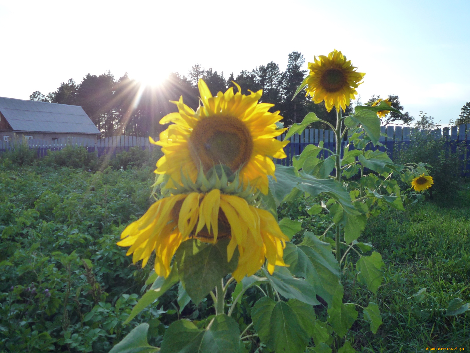 цветы, подсолнухи