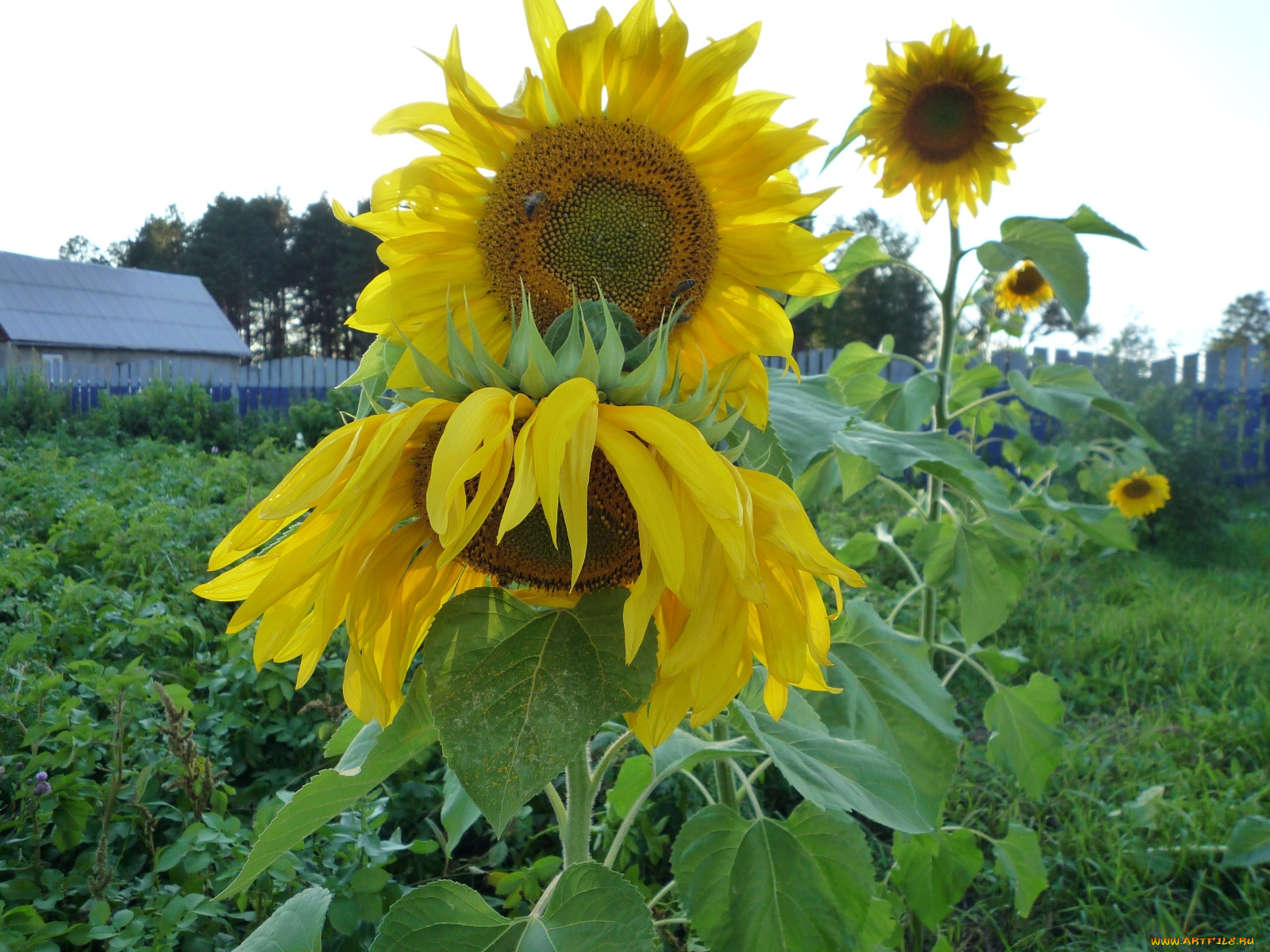 цветы, подсолнухи