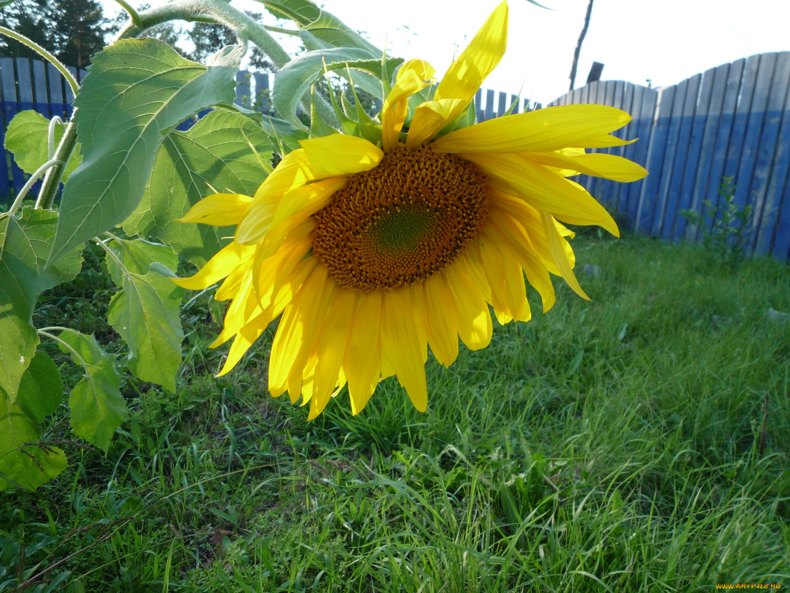цветы, подсолнухи