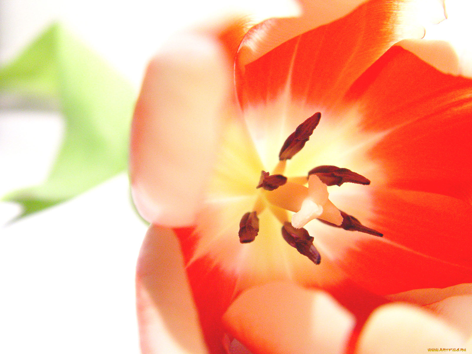 цветы, тюльпаны