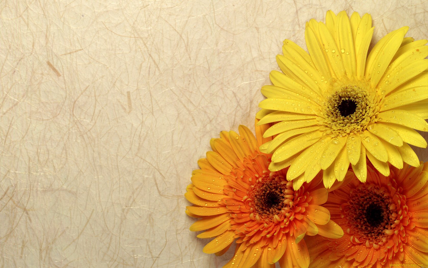 цветы, герберы