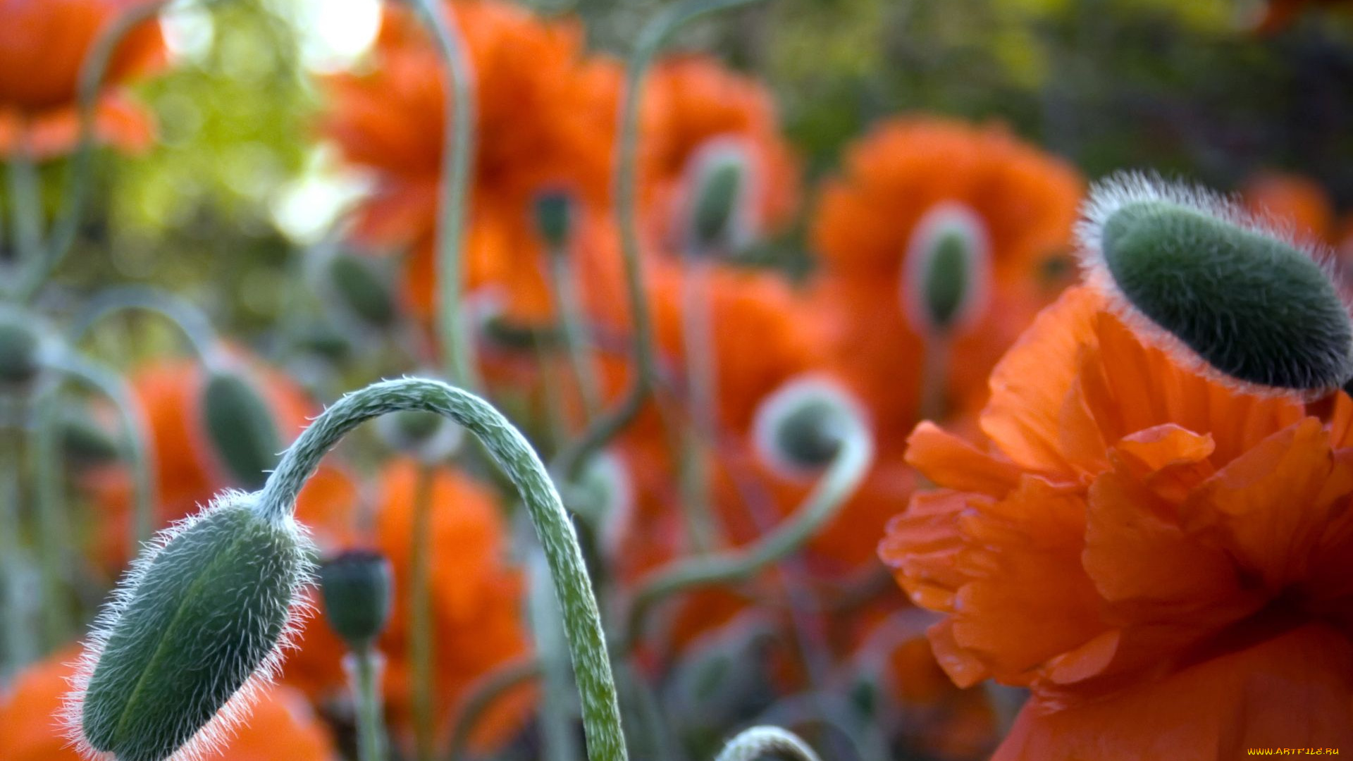 цветы, маки