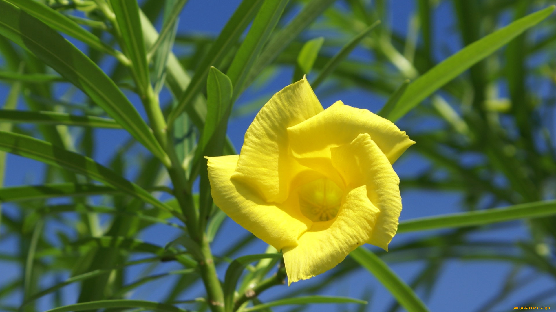 цветы, олеандры