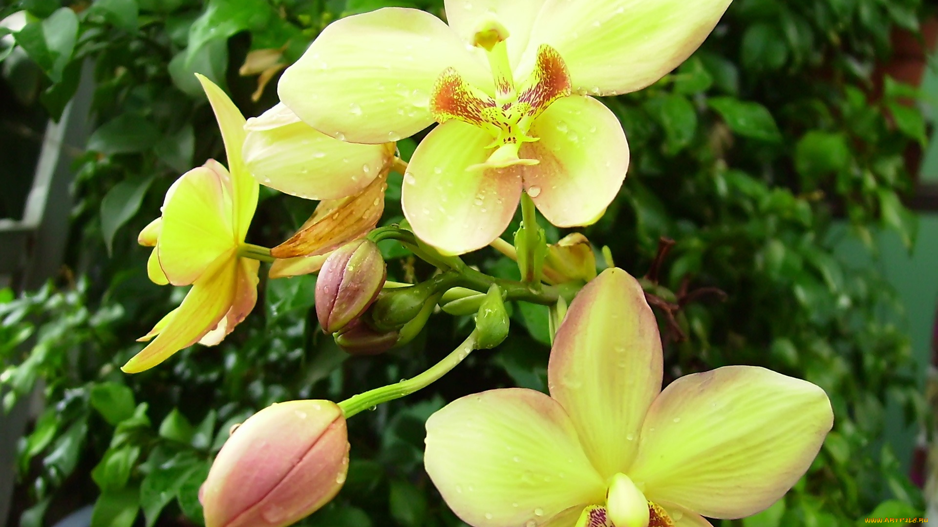 цветы, орхидеи