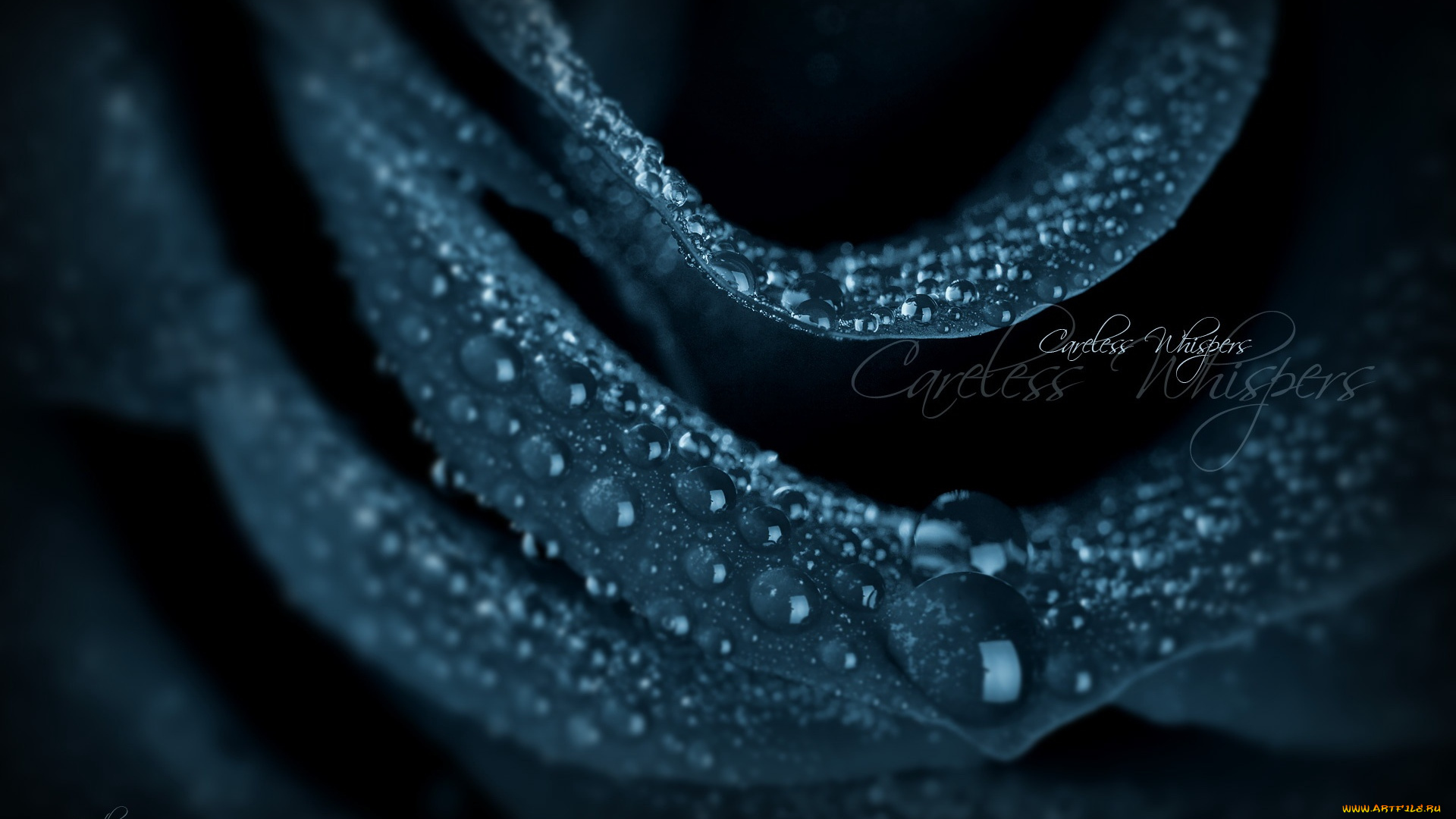 цветы, розы