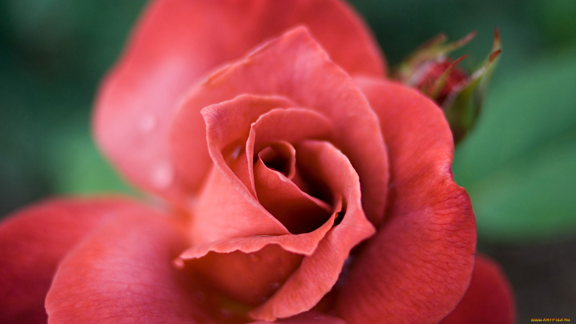 цветы, розы