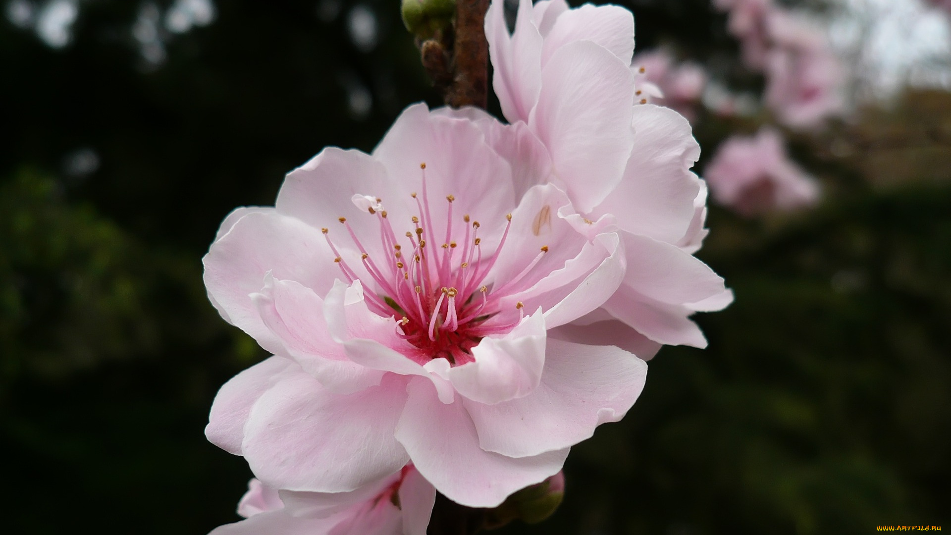 цветы, сакура, вишня