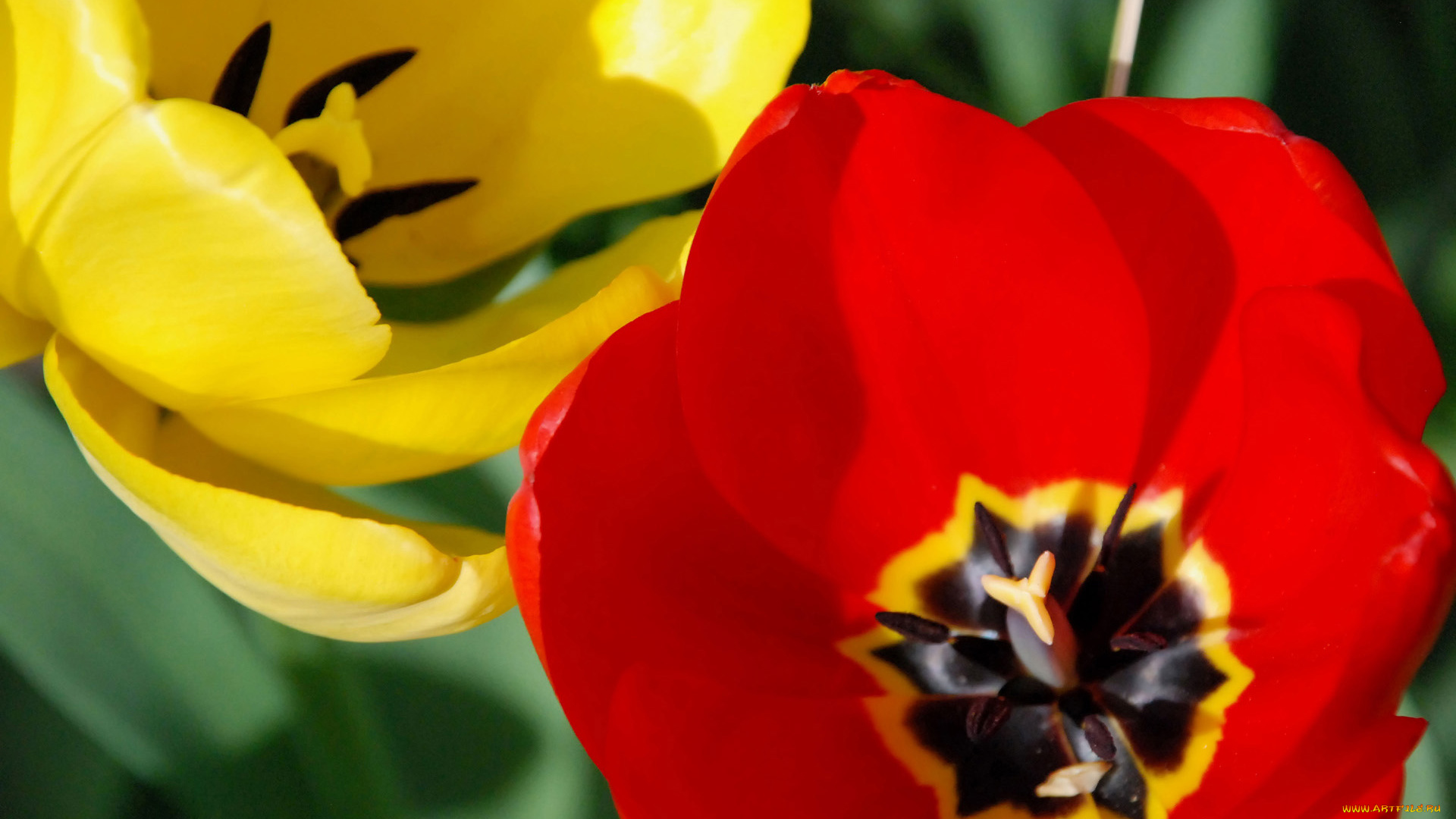 цветы, тюльпаны