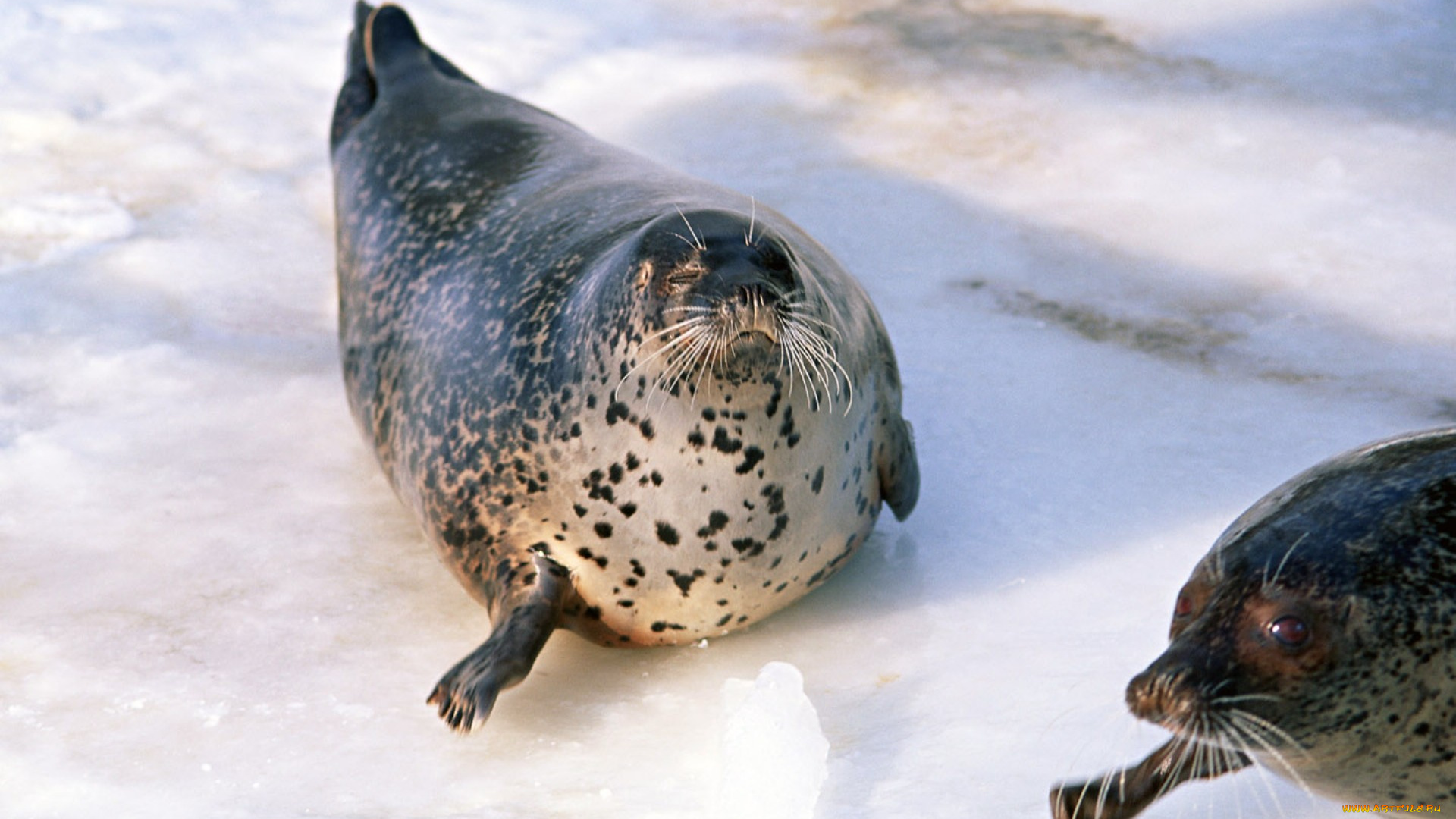 животные, тюлени, морские, львы, котики