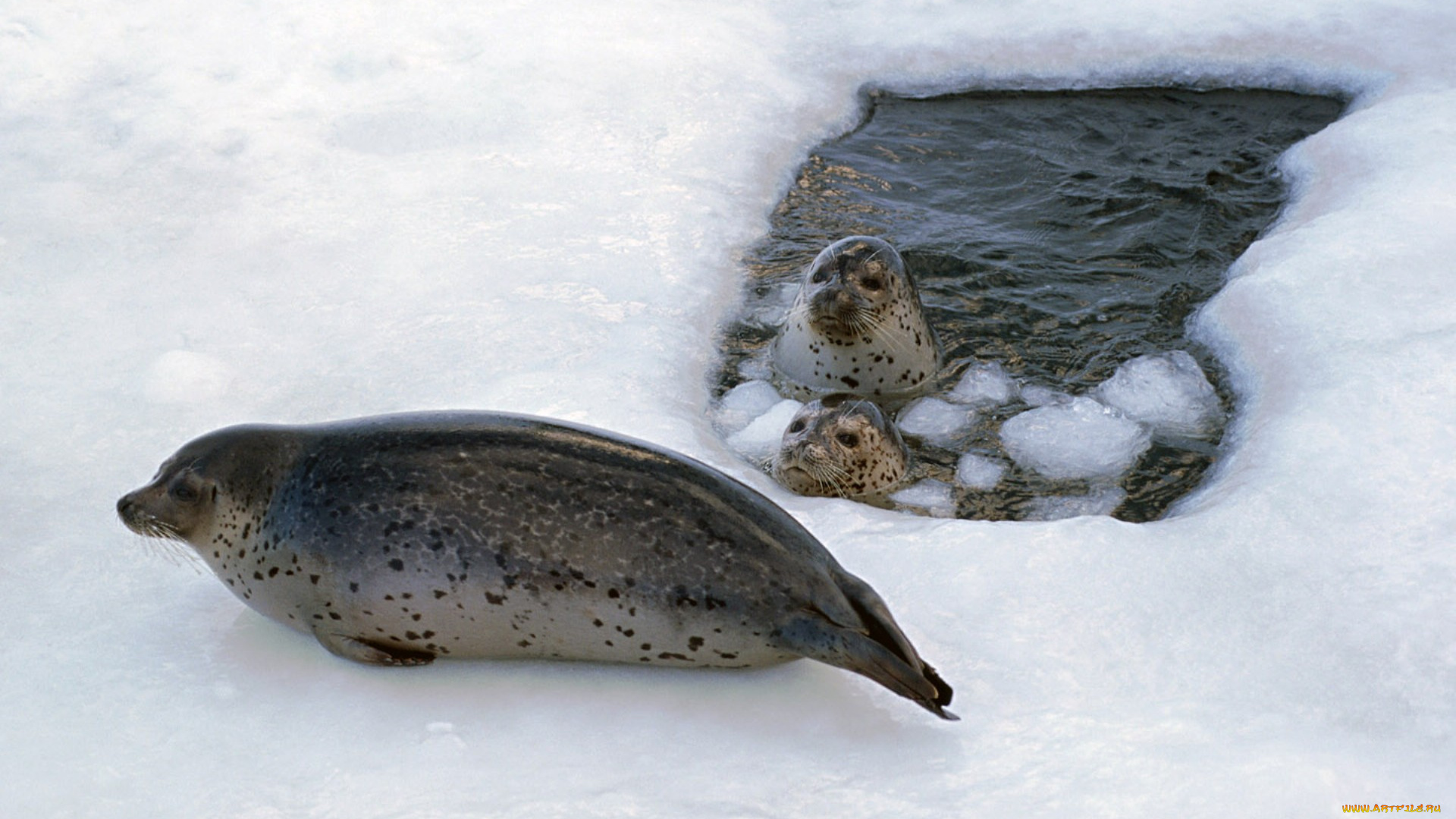 животные, тюлени, морские, львы, котики