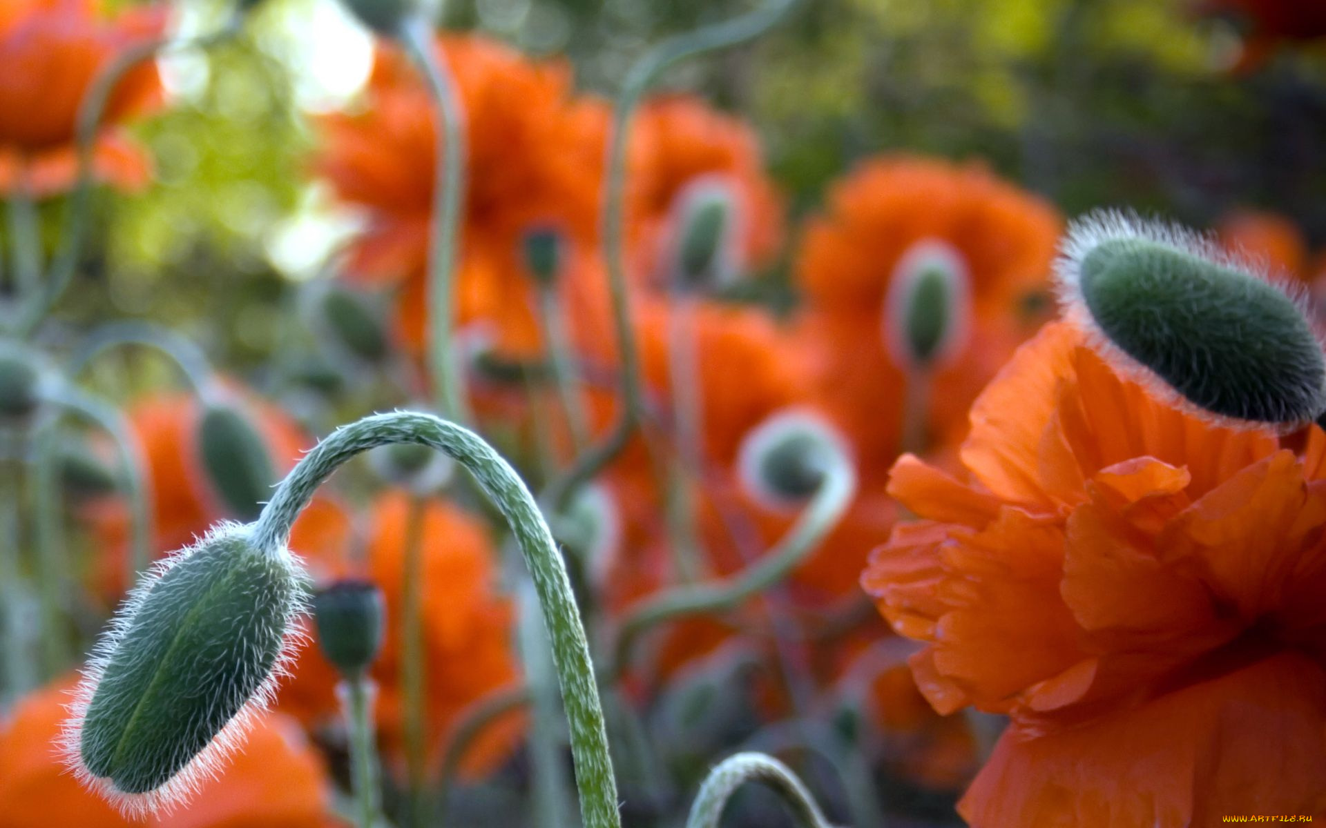 цветы, маки