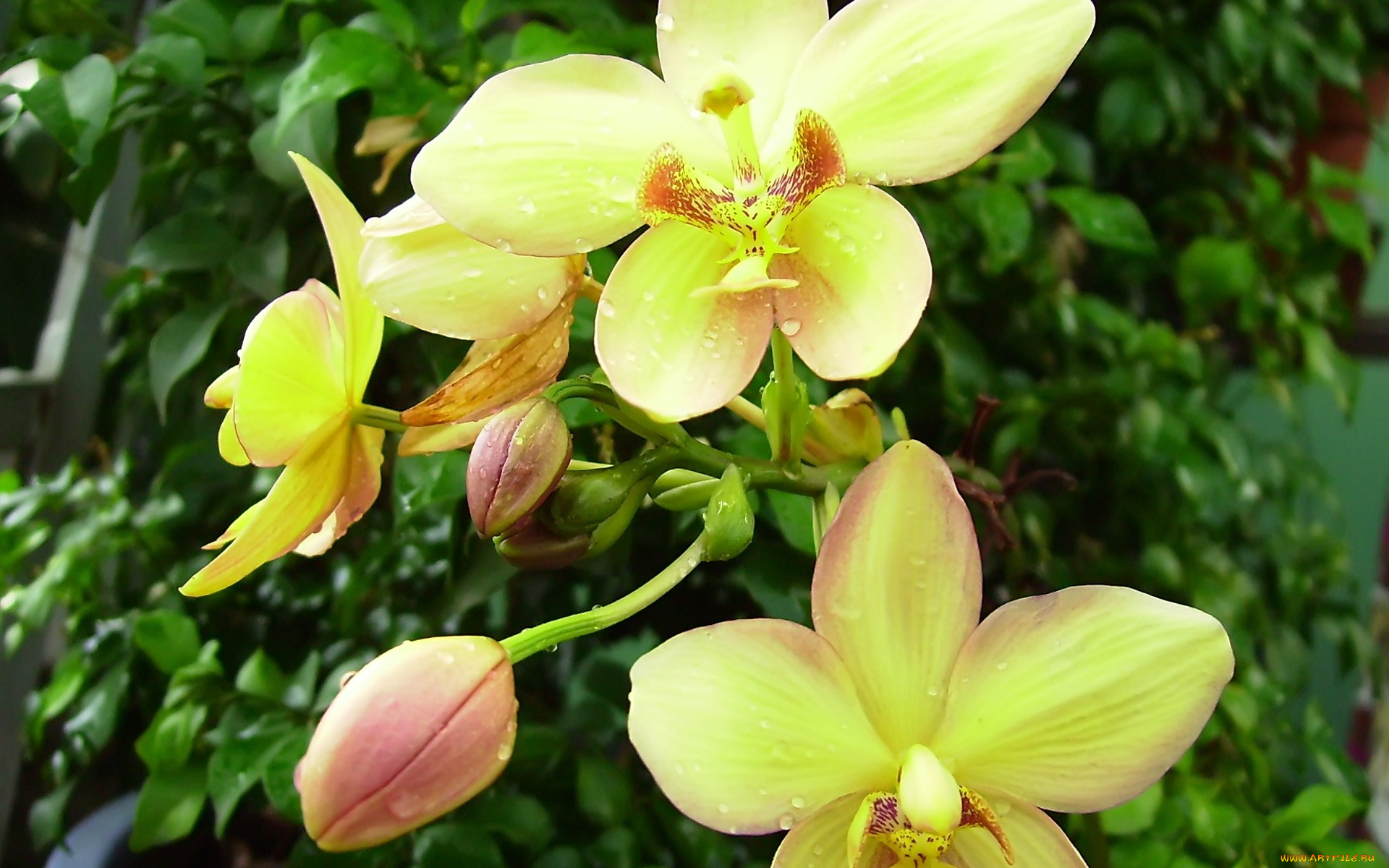 цветы, орхидеи