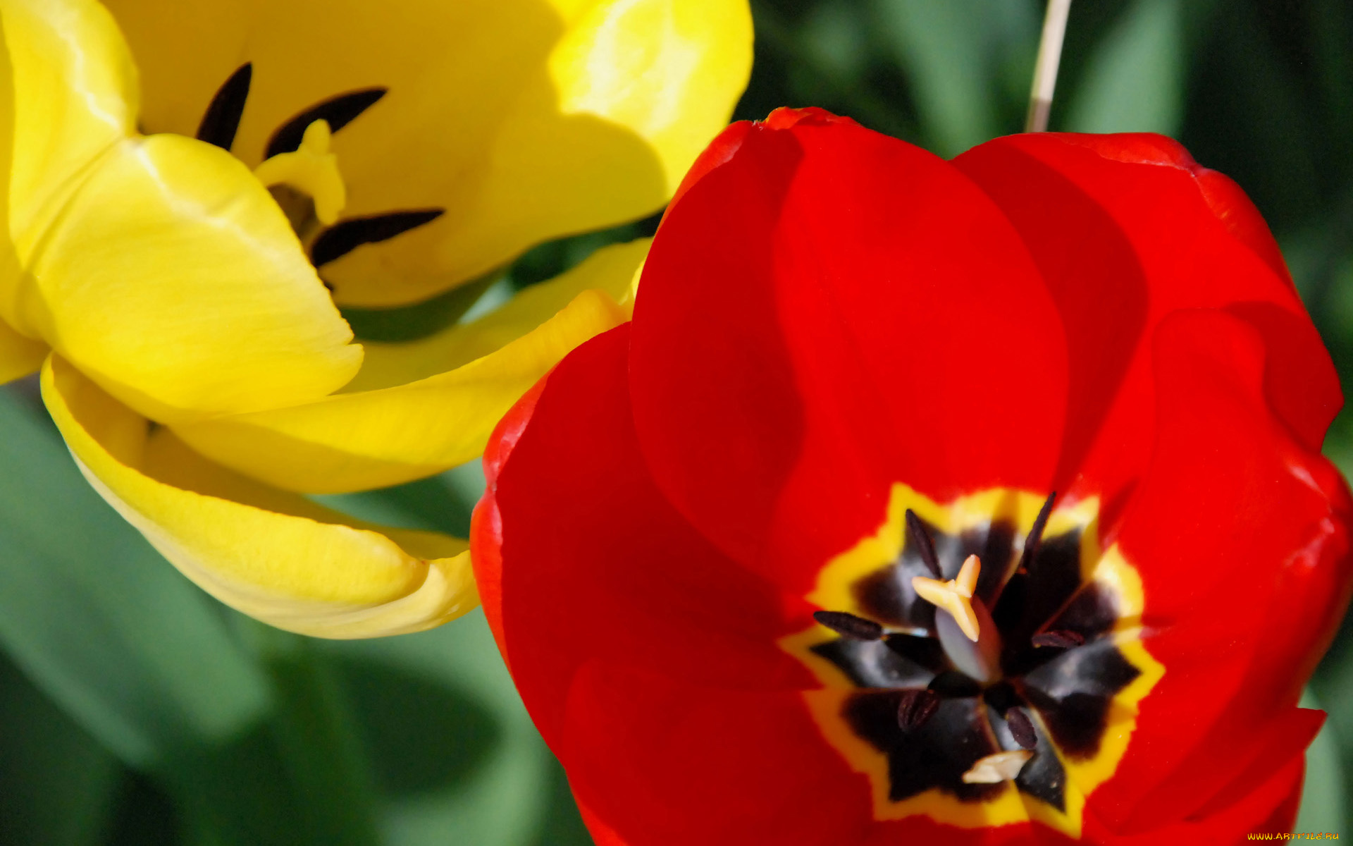 цветы, тюльпаны