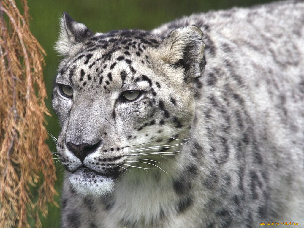 животные, снежный, барс, ирбис