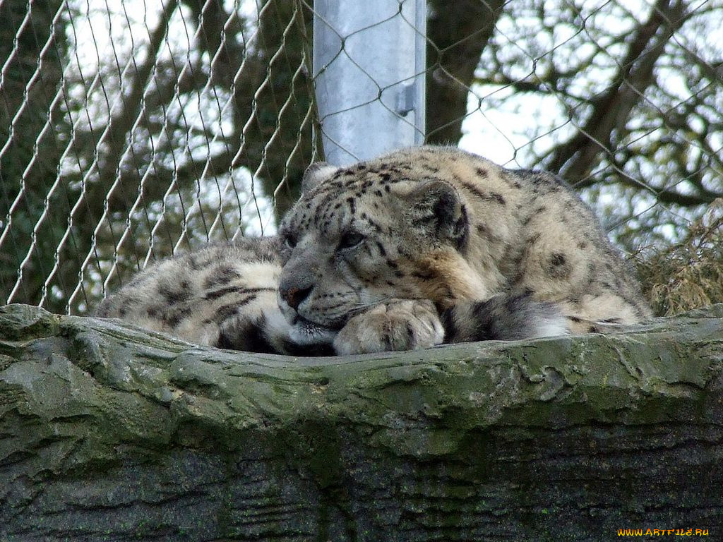 животные, снежный, барс, ирбис