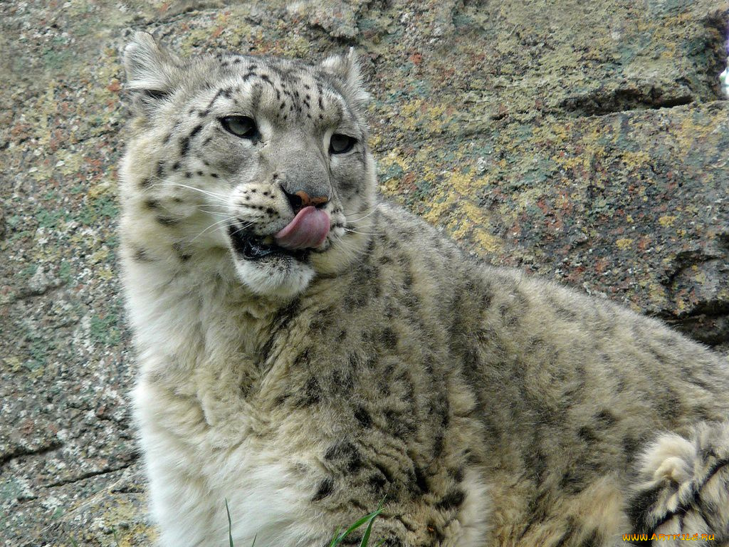 животные, снежный, барс, ирбис