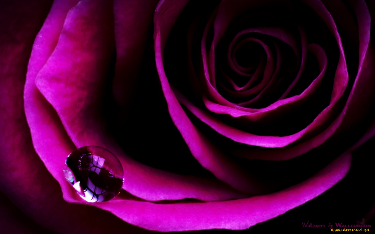 цветы, розы