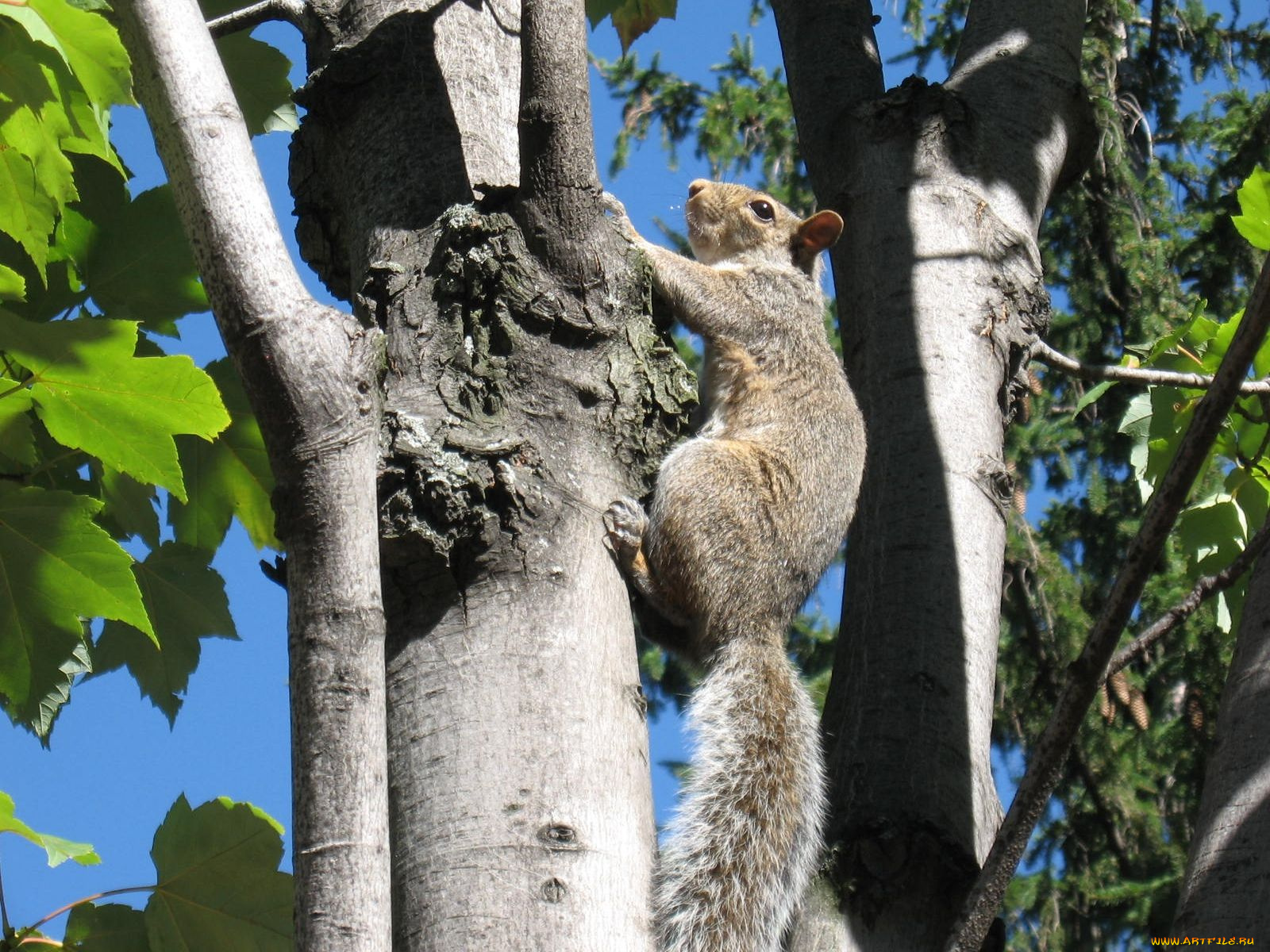 животные, белки